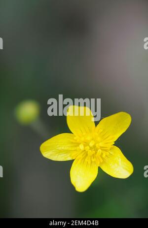 Buttercup (Ranunculus), Cowichan Valley, Vancouver Island, British Columbia, Canada Foto Stock