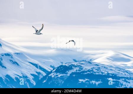 Gabbiani che volano su montagne innevate lungo la costa dell'Alaska Foto Stock