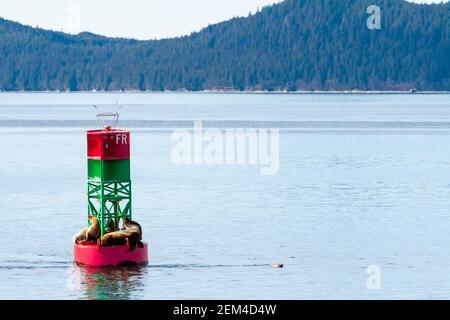 Un gruppo di leoni marini Steller (Eumetopias jubatus) Riposando su una boa di navigazione al largo della costa dell'Alaska Foto Stock