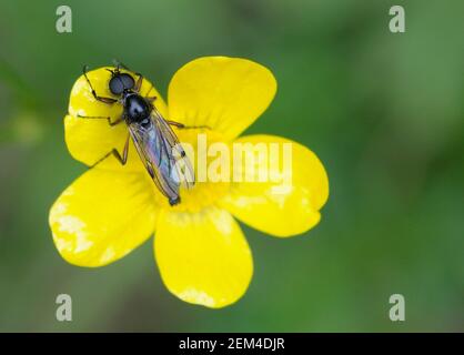 Buttercup (Ranunculus), Cowichan Valley, Vancouver Island, British Columbia, Canada Foto Stock