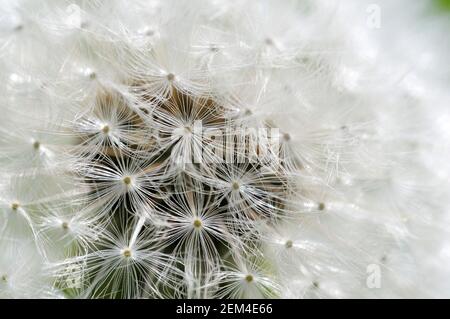 Dandelion, Cowichan Valley, Vancouver Island, British Columbia, Canada Foto Stock