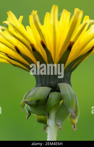 Dandelion, Cowichan Valley, Vancouver Island, British Columbia, Canada Foto Stock