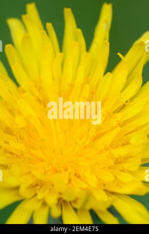 Dandelion, Cowichan Valley, Vancouver Island, British Columbia, Canada Foto Stock