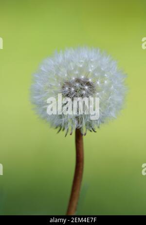 Dandelion, Cowichan Valley, Vancouver Island, British Columbia, Canada Foto Stock