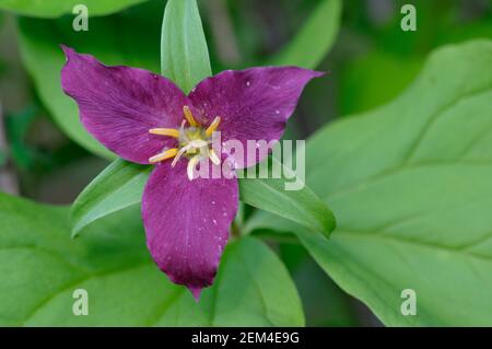 Western Trillium (Trillium ovatum), Cowichan Valley, Vancouver Island, British Columbia, Canada Foto Stock