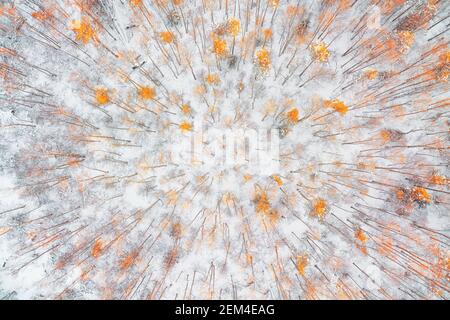 La foresta invernale ricoperta di neve bianca con alberi di colore autunno luminoso vista dall'alto. Paesaggio astratto Foto Stock