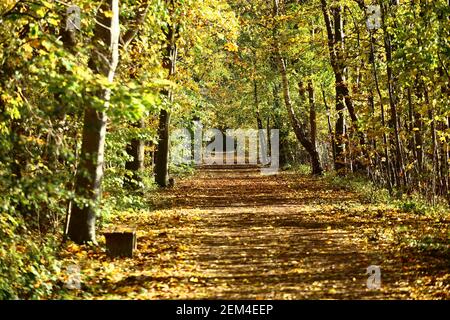 Pappelallee, un piccolo vicolo che conduce alla Riserva Naturale NSG Eldena vicino a Greifswald. Foto Stock