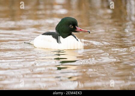 Un gosan maschile (Mergus merganser) nuotare in una fredda mattina d'inverno in un lago in Germania. Foto Stock