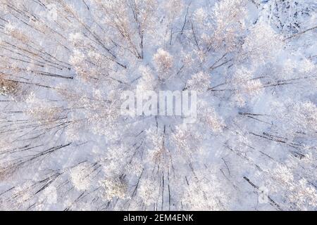 Vista aerea dall'alto della foresta invernale ricoperta di neve bianca. Paesaggio astratto Foto Stock