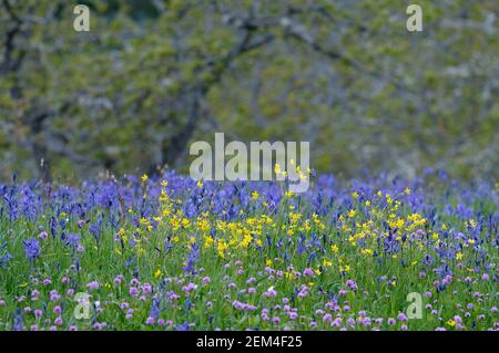 Wildflower Meadow, Cowichan Valley, Vancouver Island, British Columbia, Canada Foto Stock