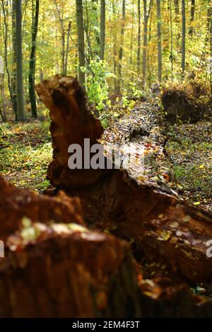 Albero caduto nella Riserva Naturale NSG Eldena vicino a Greifswald in Germania. Foto Stock