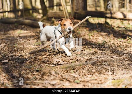 Cane che gioca fetch con bastone di legno nella foresta di primavera su giorno caldo e soleggiato Foto Stock