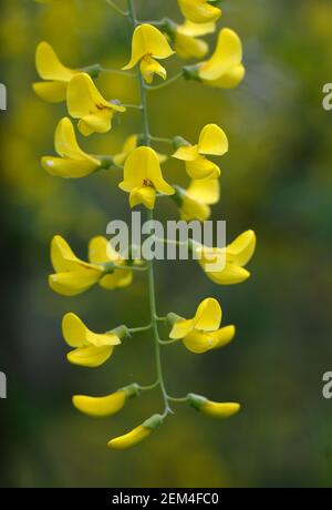 Fiori selvatici gialli, Cowichan Valley, Vancouver Island, British Columbia, Canada Foto Stock