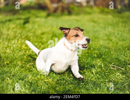 Felice cane attivo che indossa il collare per anti zecca e pulci trattamento correre e giocare in erba fresca di primavera al sole giorno Foto Stock