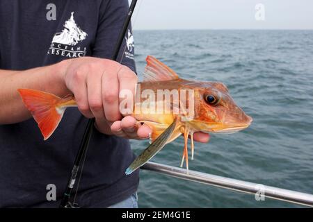 Capone gallinella Chelidonichthys lucerna Foto Stock