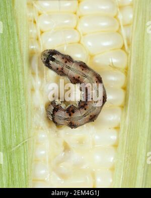 Bullworm di cotone, verme di mais o verme di vecchio mondo (Helicoverpa armigera) che alimentano caterpillar su mais o pannocchia di mais danneggiati Foto Stock