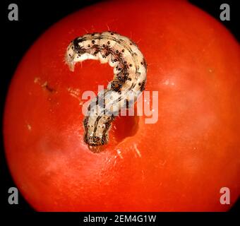 La frutta di pomodoro, l'earworm di mais o il bollworm del vecchio mondo (Helicoverpa armigera) bruco che si nuce alla frutta di pomodoro Foto Stock
