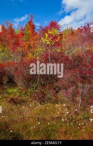 Una torbiera settentrionale in cui il mirtillo di Highbush è la pianta dominante delle Pocono Mountains della Pennsylvania. Foto Stock