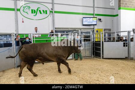 Tori di grasso che sono venduti per carne ad un'asta di bestiame Mart, contea Durham, Regno Unito. Foto Stock