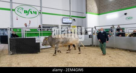 Tori di grasso che sono venduti per carne ad un'asta di bestiame Mart, contea Durham, Regno Unito. Foto Stock