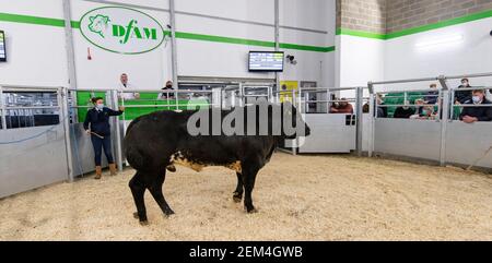 Tori di grasso che sono venduti per carne ad un'asta di bestiame Mart, contea Durham, Regno Unito. Foto Stock