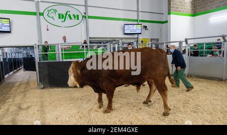 Tori di grasso che sono venduti per carne ad un'asta di bestiame Mart, contea Durham, Regno Unito. Foto Stock