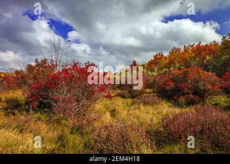 Una torbiera settentrionale in cui il mirtillo di Highbush è la pianta dominante delle Pocono Mountains della Pennsylvania. Foto Stock