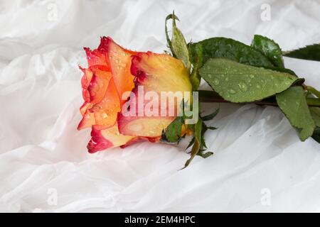 Rosa multicolore con gocce d'acqua - sfondo bianco Foto Stock