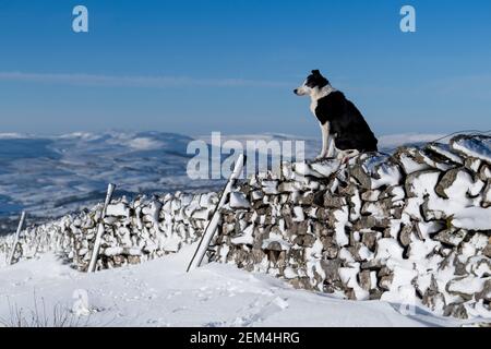 Border Collie Sheepdog su muro di pietra arenaria che si affaccia su Wensleydale nella neve, North Yorkshire, Regno Unito. Foto Stock
