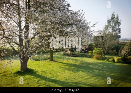 Il sole della mattina presto illumina il prato d'erba e la fioritura Albero di Ciliegio selvaggio in fiore in un giardino inglese in Aprile Foto Stock