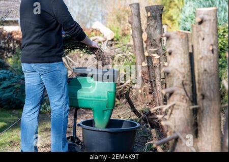 Un lavoratore sta distruggendo i rami di una siepe Thuja in un trituratore elettrico. Foto Stock