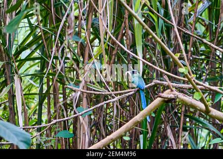 Andean motmot o Highland motmot, Momotus aequatorialis, con un piccolo pesce nel suo becco, è un uccello vicino passerino colorato trovato nelle foreste e nei woo Foto Stock