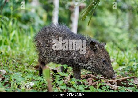 carino piccolo giovane cinghiale essere nosy nella foresta pluviale di nueva loja, ecuador, sud america Foto Stock