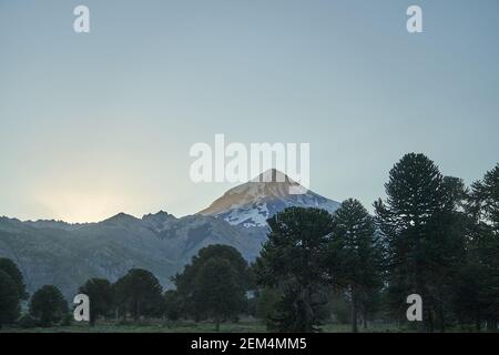 Araucaria araucana, albero di puzzle scimmia, coda di scimmia, piñonero, pewen o pino cileno è un albero sempreverde. Conifere di fronte al Vulcano Lanin IN UN Foto Stock