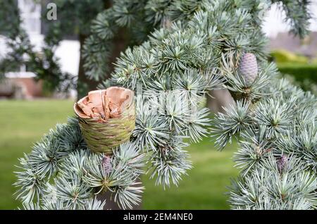 Un cono di abete si è rotto in modo naturale per liberare i semi coltivati All'interno su un albero di cedro in un giardino inglese Foto Stock