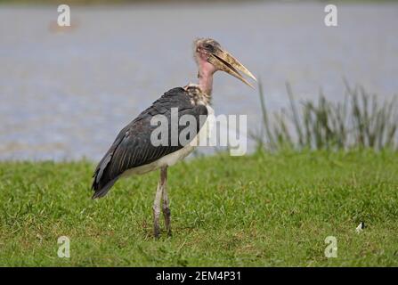 Marabou Stork (Leptoptilos crumenifer) adulto in piedi su erba da lago con conto aperto Lago Koka, Etiopia Aprile Foto Stock