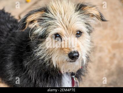 Cane scruffy, piccolo primo piano terrier, con occhi intelligenti marroni che indossano un collare. Foto Stock