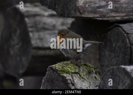 European Robin (Erithacus rubecula) In cima a una roccia di Mossy sul Terreno con Grey Log background in Inverno nel Regno Unito Foto Stock