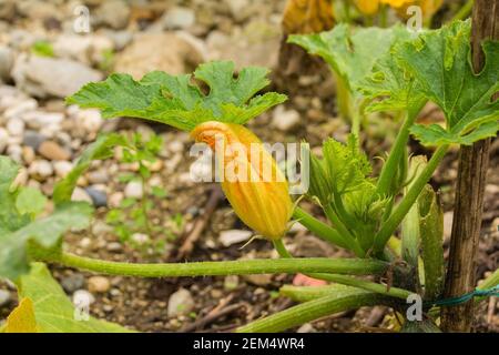 Un fiore su una zucchina coltivata in Friuli-Venezia Giulia, Italia nord-orientale Foto Stock