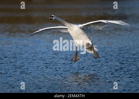 swan usando il vento per scivolare nell'atterraggio Foto Stock