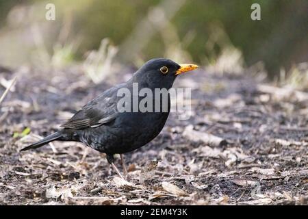 Blackbird UK; un singolo uccello nero maschile adulto, Turdus merula, un uccello da giardino britannico comune; Suffolk UK Foto Stock