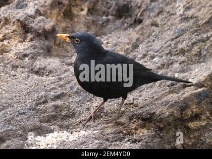 Blackbird UK; un singolo uccello nero maschile adulto, Turdus merula, un uccello da giardino britannico comune; Suffolk UK Foto Stock