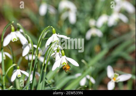 Rickling, Essex. 24 febbraio 2021. Le api di miele che si nutrono sul polline dalle prime nevicate primaverili in un clima di febbraio caldo e soleggiato Foto Stock