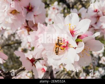 Un'ape che raccoglie polline su alberi di mandorle fioriti in primavera Foto Stock