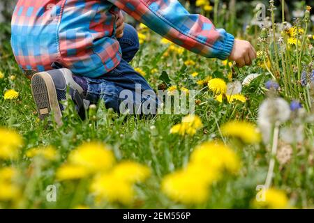 Primo piano di una sezione bassa di un bambino di 4 anni in un bel prato primaverile con molti dandelioni gialli in fiore che raccolgono i fiori. Visto in Germania Foto Stock