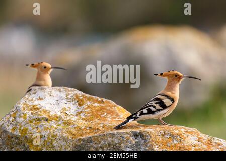 Due hoopoos Upupa epps, in piedi su una roccia. Foto Stock