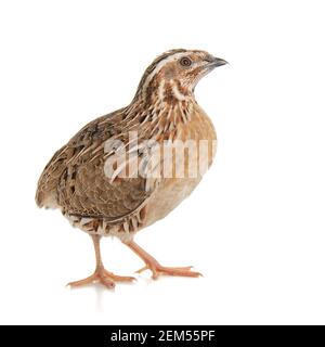 Quaglia selvaggia, coturnix coturnix, isolato su sfondo bianco. Foto Stock