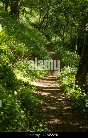 Sanniclift Copse, Christow, Devon, Regno Unito. Foto Stock