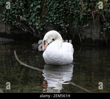 Il fiume è alimentato dal fiume Colne ad un weir a nord di Denham Lock. Corre parallelamente al Colne per circa 6 miglia prima di ricongiungerlo a sud di West Drayton. Nel 1641 il fiume Frays ha alimentato almeno cinque mulini. John Fray era Barone Lord Cancelliere dello scacchiere nel 1400. Aveva molta esperienza di fiumi e mulini intorno a Londra e aveva un interesse finanziario in Cowley Hall - una proprietà che confina con il fiume Frays. Ci è una varietà enorme di vita degli uccelli Swans, Ducks, Moorhens e varie altre specie di uccelli vivono dalle rive del fiume fianco a fianco con là vicini umani .... Foto Stock