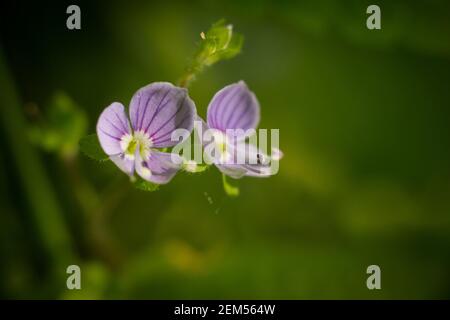 Wood Speedwell (Veronica montana), Scanniclift Copse, Christow, Devon, UK. Foto Stock